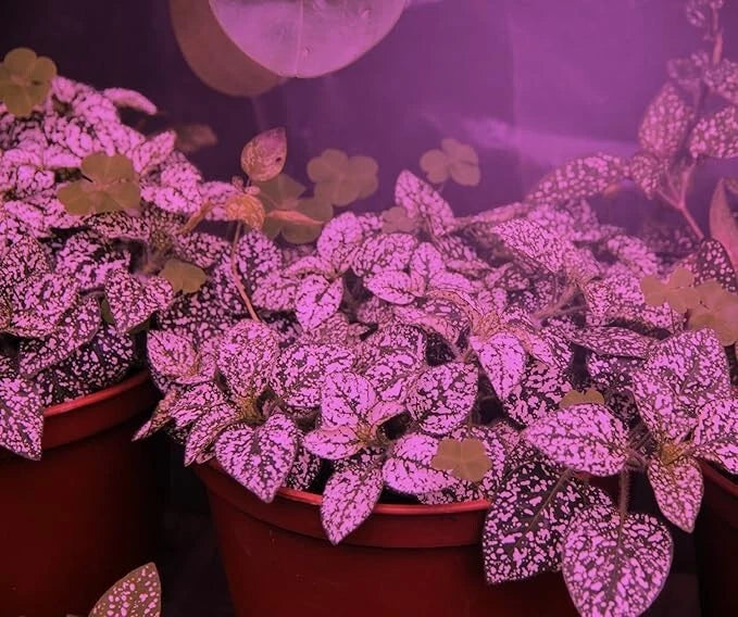 Miracle LED 609591 144sqft of combined growing, Indoor Greenhouse string lights
