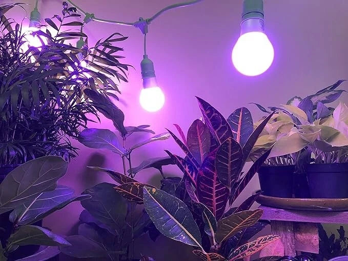 Miracle LED 609591 144sqft of combined growing, Indoor Greenhouse string lights